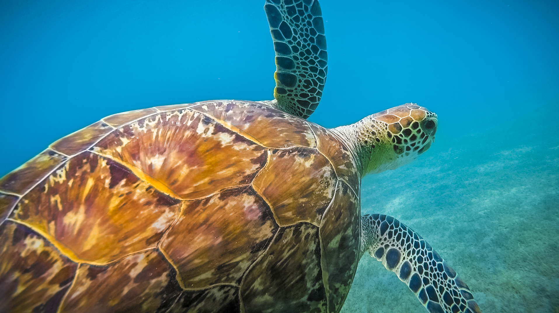 guadeloupe_20160306_AURELIEN_BRUSINI
